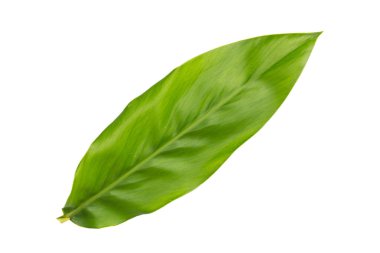 Beyaz arkaplanda kırpma yolu ile taze Kaempferia yaprakları veya parmak kökü yaprakları