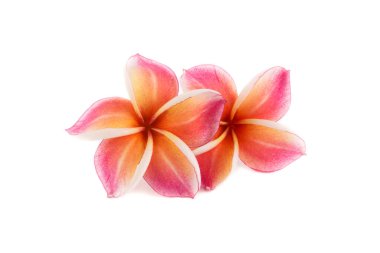 Frangipani çiçeği beyaza izole edilmiş.