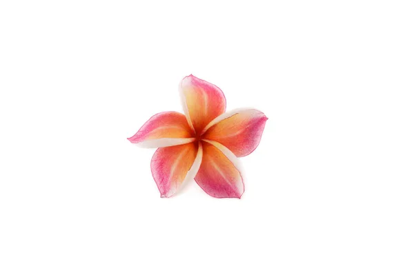 Flor Frangipani Aislada Blanco — Foto de Stock