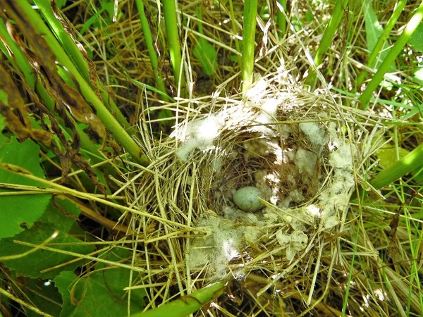 Nido Con Uovo Uccello Canterino Attorcigliato Nell Erba Alta — Foto Stock