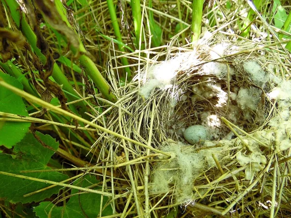 Ötücü Kuş Yumurtasının Olduğu Bir Yuva Uzun Otların Arasında Bükülmüş — Stok fotoğraf