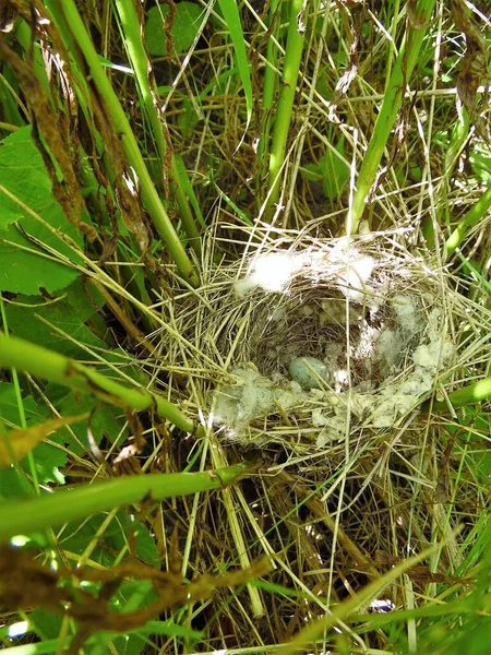 Гніздо Яйцем Птаха Скручене Високій Траві — стокове фото