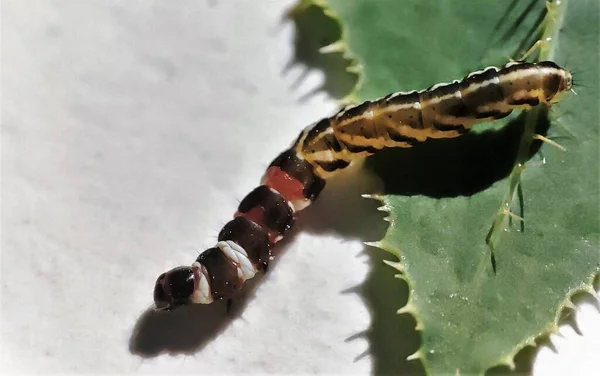 bright-colored caterpillar crawls through the green forest