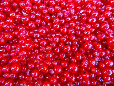 Bir sürü olgun kırmızı frenk üzümü yakından çekilmiş.