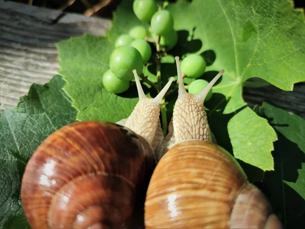 Large grape snails on a branch of grapes close-up