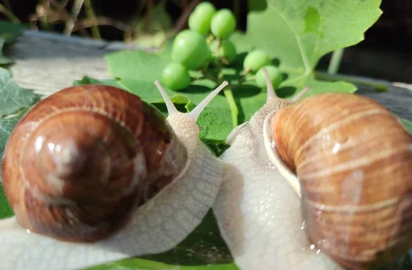 Large grape snails on a branch of grapes close-up