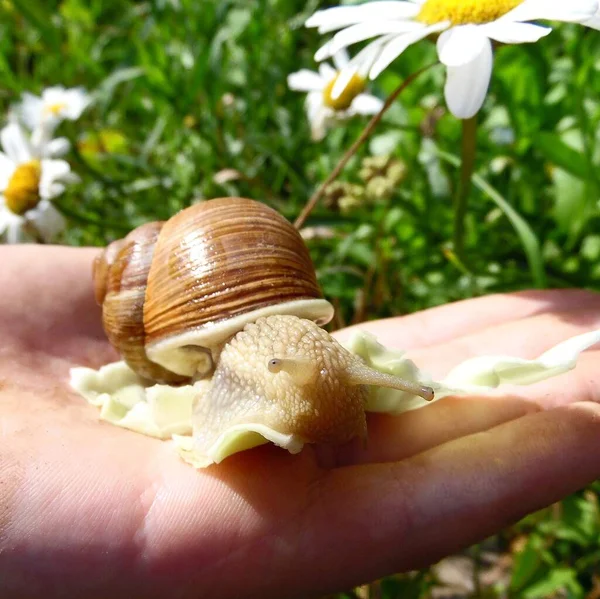 Large Grape Snail Lodoni Background Flowers Garden Close — Φωτογραφία Αρχείου