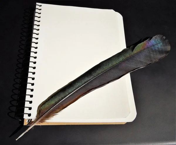 Blank Notepad Sheet Bird Feather Dark Background — Zdjęcie stockowe