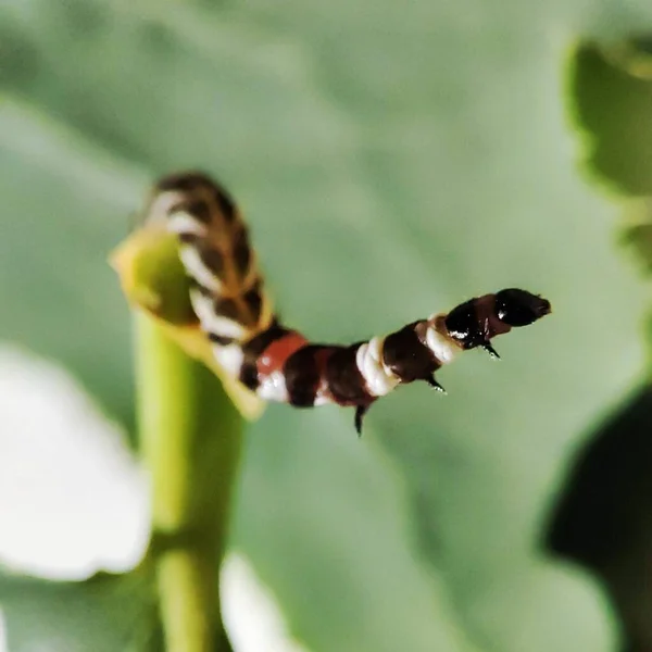 bright-colored caterpillar crawls through the green forest