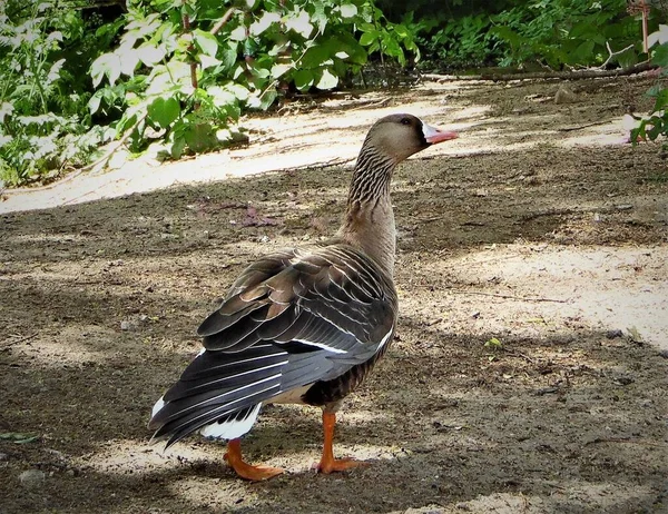 wild goose in the garden close-up