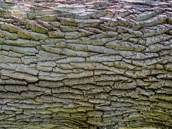 Текстура Старой Дубовой Коры Близко — стоковое фото