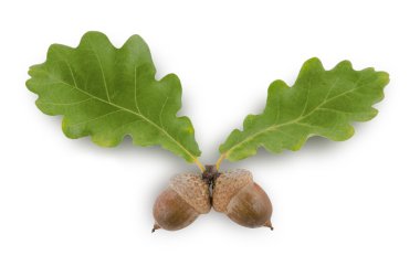 Meşe palamutları