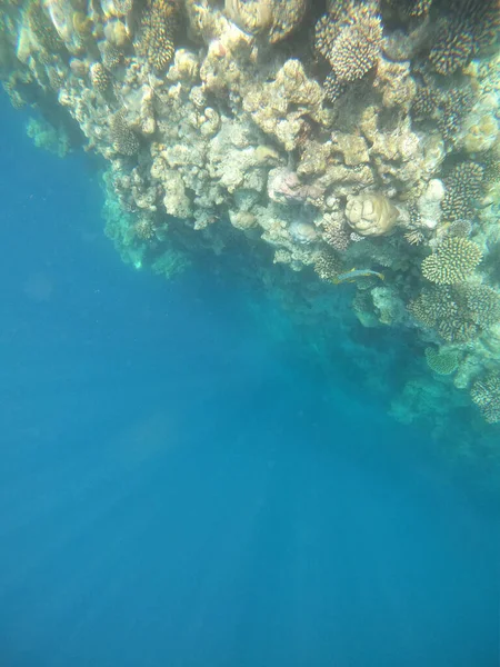 Un paysage coloré avec récif corallien aux Maldives. — Photo