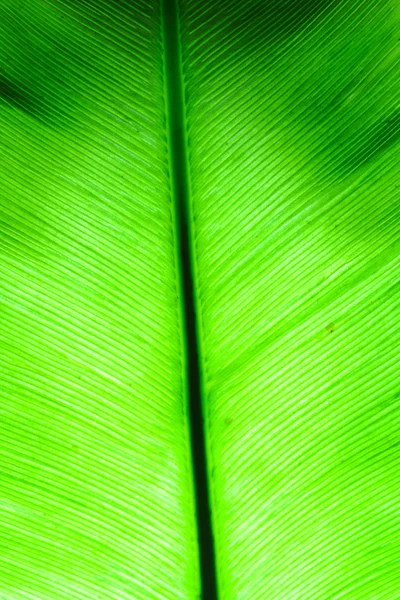 Padrão de folhas . — Fotografia de Stock