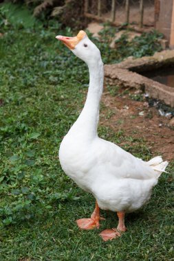 Bir çiftlikte kaz