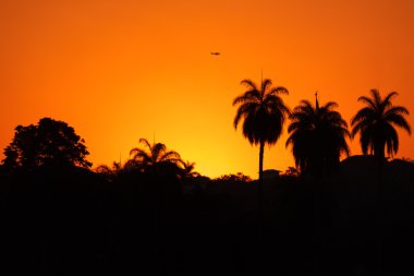 View silhouetted of palm trees and an air plane clipart