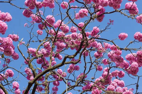 Trompet ağaç çiçek çiçeklenme