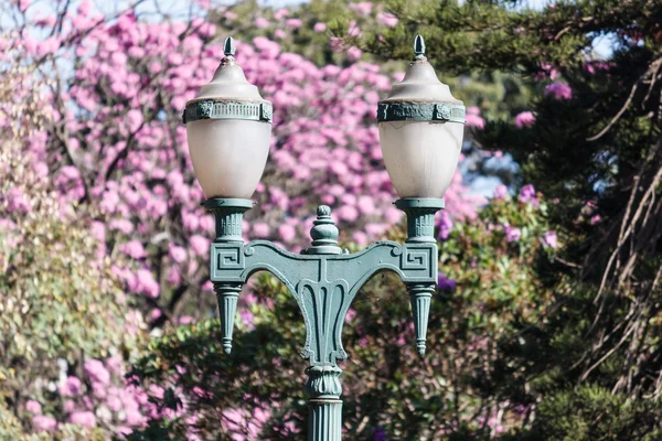 Trompet ağaç çiçek çiçeklenme