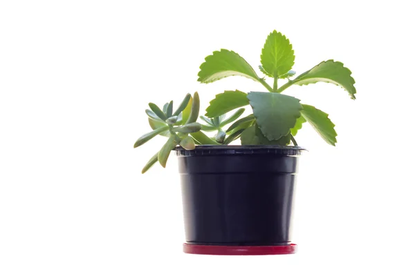 Planta creciendo en maceta — Foto de Stock