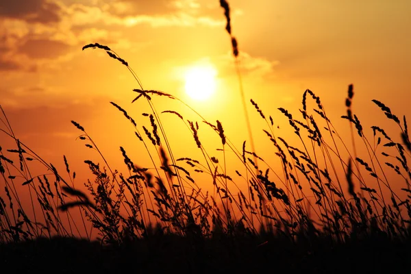 Campo de trigo al atardecer retroiluminado Imágenes de stock libres de derechos