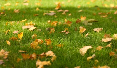 Warm Autumn