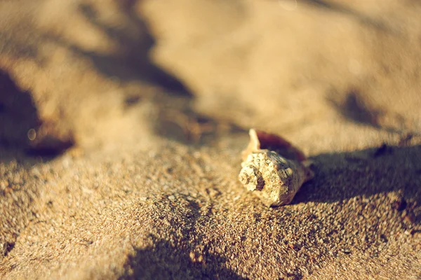 Seashell — Stock Photo, Image