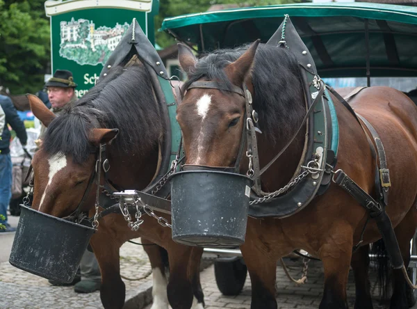 neuschwanstein içinde iki Bavyera at