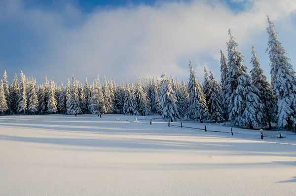 Kışın Ukraynalı dağlar