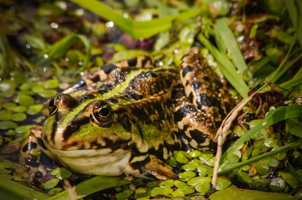 yaprakları yeşil kurbağa