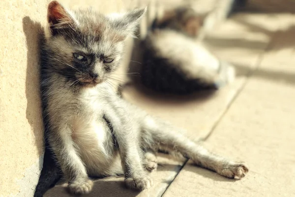 A little fluffy street kitten sits on the street Ukraine