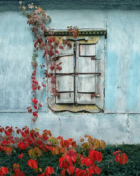 The blue wall of an old house with an old wooden window covered with red ivy. At the bottom of the red ivy Ukraine