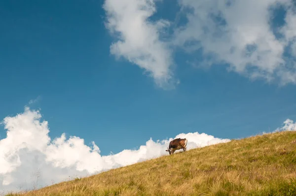 Alone cow eats in the meadow against a sky of clouds, blue and yellow colors, Carpathians, Ukraine