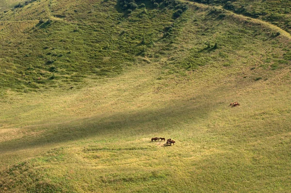 A small herd of horses grazes in a mountain valley, Carpathians, Ukraine