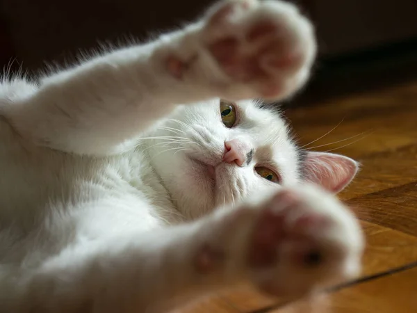 White fluffy cat lies and pulling it paws, yellow background