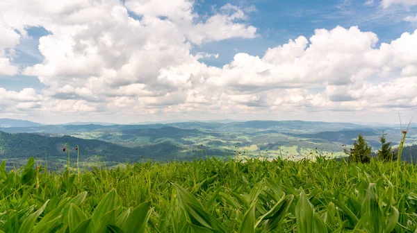 Mountain landscape, in the foreground a field of green plants, in the background mountains and clouds, Ukraine