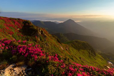 Büyülü yaz şafağı, çiçek açan kırmızı rhododendron (Rhododendron myrtifolium) çiçekleriyle Karpatya dağlarında. Maramures Dağları, Pip Ivan Dağı, Ukrayna. Canlı fotoğraf duvar kağıtları.