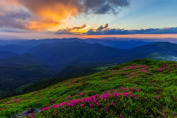 Amanecer Mágico Verano Las Montañas Los Cárpatos Con Flores Rododendro —  Fotos de Stock