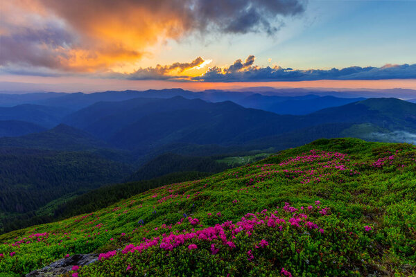 Волшебный летний рассвет в Карпатах с цветущим красным рододендроном (Rhododendron myrtifolium). Регион Марамурес Горы, гора Пип Иван, Украина. Яркие обои для фотографий.