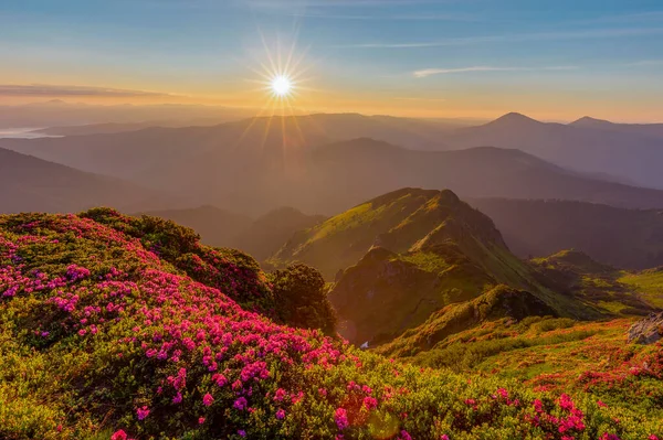 Büyülü yaz şafağı, çiçek açan kırmızı rhododendron (Rhododendron myrtifolium) çiçekleriyle Karpatya dağlarında. Maramures Dağları, Pip Ivan Dağı, Ukrayna. Canlı fotoğraf duvar kağıtları.