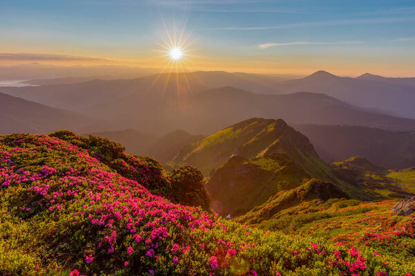 Magical summer dawn in the Carpathian mountains with blooming red rhododendron (Rhododendron myrtifolium) flowers. Region Maramures Mountains, Mount Pip Ivan, Ukraine. Vibrant photo wallpaper.