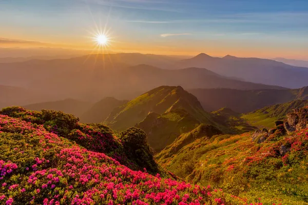 Amanecer Mágico Verano Las Montañas Los Cárpatos Con Flores Rododendro — Foto de Stock