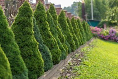 Kozalaklı ladin, kozalaklı bitkilerin arka planında yetişir. Peyzaj tasarımı. Picea glauca Conica Cüce dekoratif kozalaklı her zaman yeşil ağaç.