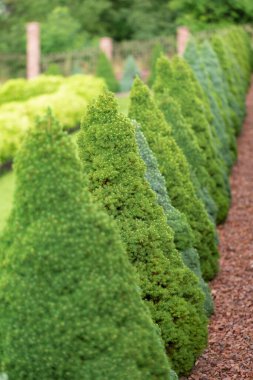 Kozalaklı ladin, kozalaklı bitkilerin arka planında yetişir. Peyzaj tasarımı. Picea glauca Conica Cüce dekoratif kozalaklı her zaman yeşil ağaç.