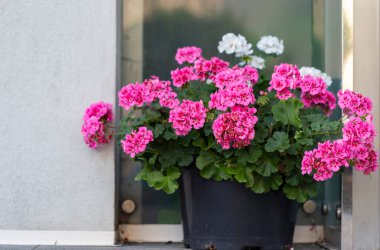 Bahçedeki bir tencerede Pelargonium çiçekleri. Tencerede sardunya çiçekleri var. Tencerede güzel pelargonyum çiçekleri.
