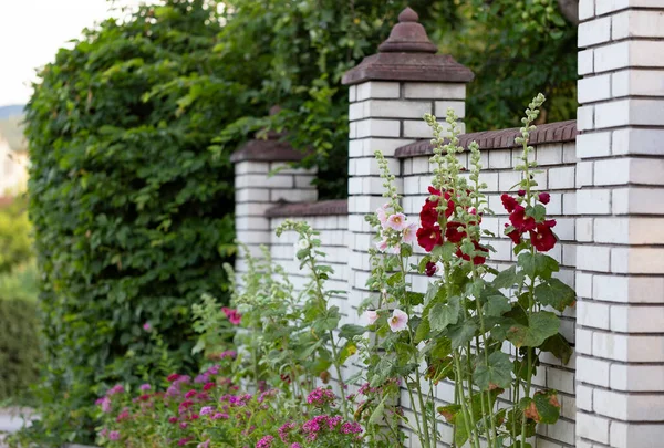 Hollyhocks Jsou Oblíbené Zahradní Okrasné Rostliny Květina Pozadí Cihlový Plot — Stock fotografie
