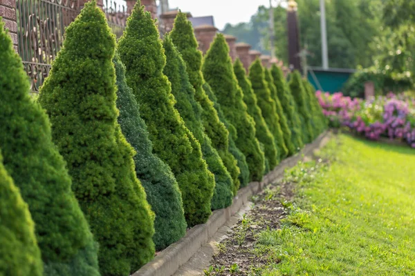 Conical Spruce Grow Background Coniferous Plants Landscape Design Picea Glauca — Stock Photo, Image