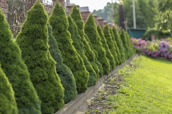 Kozalaklı ladin, kozalaklı bitkilerin arka planında yetişir. Peyzaj tasarımı. Picea glauca Conica Cüce dekoratif kozalaklı her zaman yeşil ağaç.