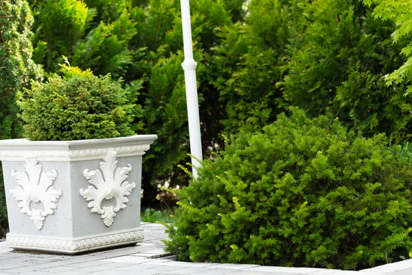 Kozalaklı, modern bahçe. Modern peyzaj tasarımının bir örneği. Küçük Bahçeler ve Eşsiz Bitkiler. Eşkıya kulübelerinden yapılmış canlı çitler.