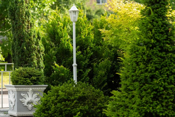 Moderní Zahrada Použitím Jehličnanů Příklad Moderního Krajinného Designu Malé Zahrady — Stock fotografie