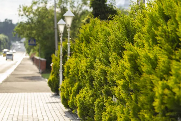 Kozalaklı, modern bahçe. Modern peyzaj tasarımının bir örneği. Küçük Bahçeler ve Eşsiz Bitkiler. Eşkıya kulübelerinden yapılmış canlı çitler.